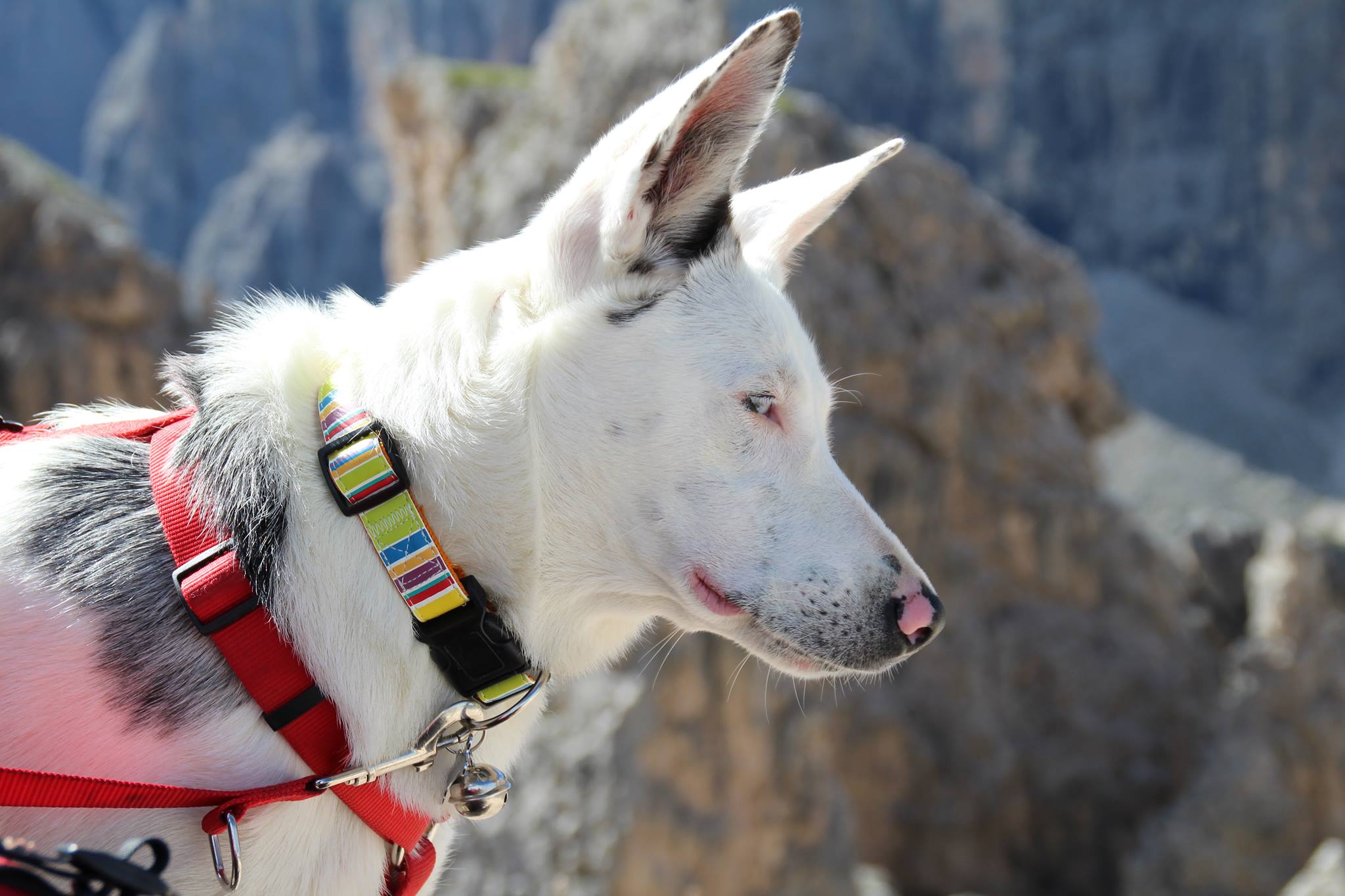 Cane delle Alpi Apuane — L'accoppiamento tra due soggetti Merle non s'ha da  fare!
